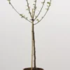 Dwerg-appel (Malus Domestica (dwergappel)) 1 Dwerg-appel (Malus Domestica (dwergappel)) -Tuin Puur Verkoop 20080527220242 1