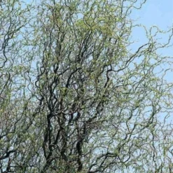 Kronkelwilg (Salix Babylonica 'Tortuosa')