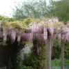Blauwe Regen, Roze (Wisteria Floribunda 'Rosea') -Tuin Puur Verkoop 20080618102844 11