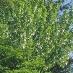 Zakdoekjesboom (Davidia Involucrata) 9 Zakdoekjesboom (Davidia Involucrata) -Tuin Puur Verkoop 20080714131829 5