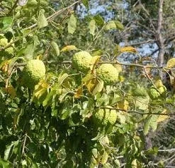 Osagedoorn (Maclura Promifera)