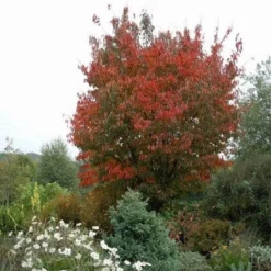 Japanse Sierkers (Prunus Sargentii) -Tuin Puur Verkoop 20080730122801 5