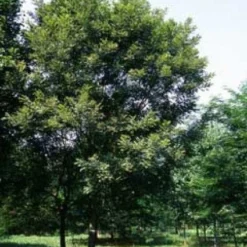 Japanse Pagodeboom (Sophora Japonica) 6 Japanse Pagodeboom (Sophora Japonica) -Tuin Puur Verkoop 20080730122943 6