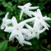 Jasmijn (Jasminum Polyanthum) -Tuin Puur Verkoop 20080918110728 2
