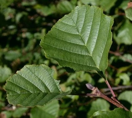 Zwarte Els (Alnus Glutinosa) 4 Zwarte Els (Alnus Glutinosa) - Afbeelding 2