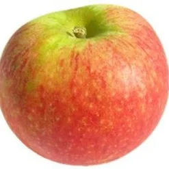 Appelboom (Malus Domestica 'Alkmene') 5 Appelboom (Malus Domestica 'Alkmene') -Tuin Puur Verkoop 20081113145730 4