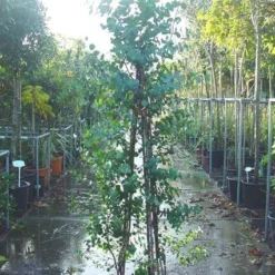 Winterharde Gomboom (Eucalyptus Gunnii) 11 Winterharde Gomboom (Eucalyptus Gunnii) -Tuin Puur Verkoop 20090522152550 5