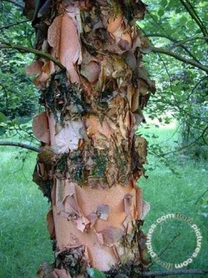 Zwarte Berk (Betula Nigra) 4 Zwarte Berk (Betula Nigra) - Afbeelding 2