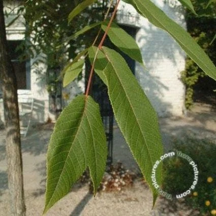 Zwarte Walnotenboom (Juglans Nigra) 3 Zwarte Walnotenboom (Juglans Nigra)