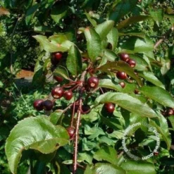 Sierappel (Malus 'Liset') -Tuin Puur Verkoop 20091222112959 8