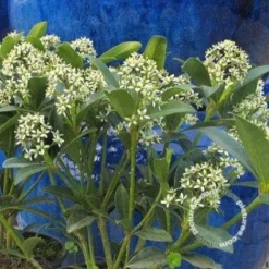 Skimmia (Skimmia Japonica 'Keessen') -Tuin Puur Verkoop 20091228135629 4