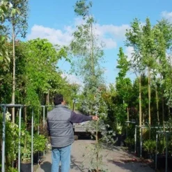 Winterharde Gomboom (Eucalyptus Gunnii) 14 Winterharde Gomboom (Eucalyptus Gunnii) -Tuin Puur Verkoop 20100217171043 5