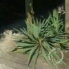 Palmlelie (Yucca Flaccida) -Tuin Puur Verkoop 20100218111728 1