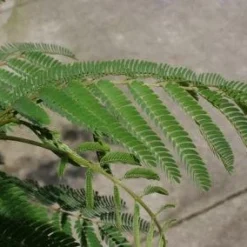 Perzische Slaapboom (Albizia Julibrissin 'Ombrella') 22 Perzische Slaapboom (Albizia Julibrissin 'Ombrella') -Tuin Puur Verkoop 20100720145242 14