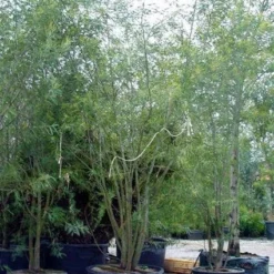 Mimosa (Acacia Dealbata) -Tuin Puur Verkoop 20100906111139 7