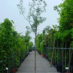 Mimosa Als Boom (Acacia Dealbata) 10 Mimosa Als Boom (Acacia Dealbata) -Tuin Puur Verkoop 20100906111726 7