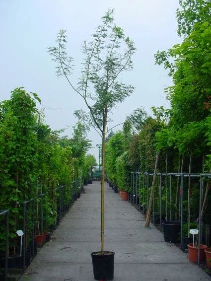 Mimosa Als Boom (Acacia Dealbata) 5 Mimosa Als Boom (Acacia Dealbata) - Afbeelding 3