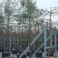 Mimosa Als Boom (Acacia Dealbata) 11 Mimosa Als Boom (Acacia Dealbata) -Tuin Puur Verkoop 20100906111736 6