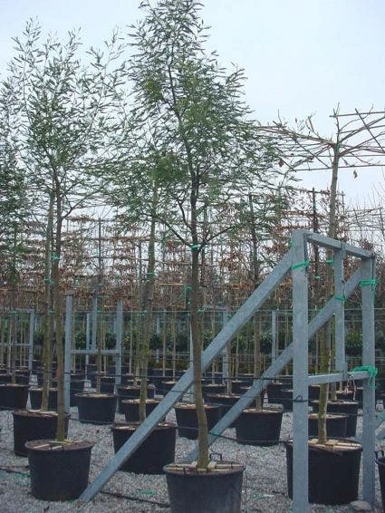 Mimosa Als Boom (Acacia Dealbata) 6 Mimosa Als Boom (Acacia Dealbata) - Afbeelding 4