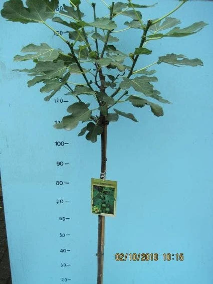 Vijg Op Stam (Ficus Carica) 9 Vijg Op Stam (Ficus Carica) - Afbeelding 7
