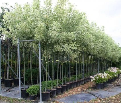 Vederesdoorn Als Boom (Acer Negundo 'Flamingo') 3 Vederesdoorn Als Boom (Acer Negundo 'Flamingo')