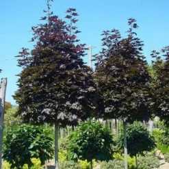 Noorse Esdoorn (Acer Platanoides 'Crimson Sentry') -Tuin Puur Verkoop 20101207170303 12