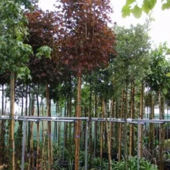 Noorse Esdoorn (Acer Platanoides 'Crimson Sentry') -Tuin Puur Verkoop 20101207170846 12