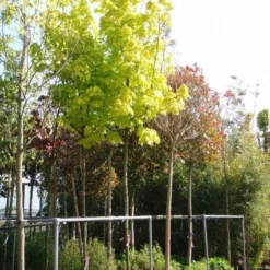 Noorse Esdoorn (Acer Platanoides 'Princeton Gold') -Tuin Puur Verkoop 20101207175334 6