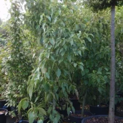 Japanse Slangehuidesdoorn Als Boom (Acer Rufinerve)