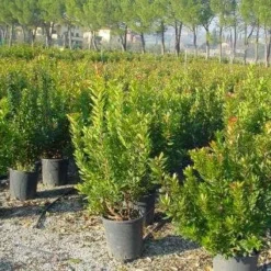 Aardbeiboom Als Struik (Arbutus Unedo) 12 Aardbeiboom Als Struik (Arbutus Unedo) -Tuin Puur Verkoop 20101209111801 7