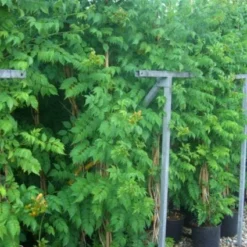 Trompetbloem (Campsis Tagliabuana 'Mme Galen') 16 Trompetbloem (Campsis Tagliabuana 'Mme Galen') -Tuin Puur Verkoop 20101209155845 9