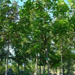 Trompetboom (Catalpa Bignonioides)