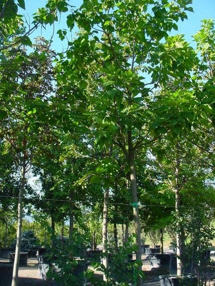 Trompetboom (Catalpa Bignonioides) 3 Trompetboom (Catalpa Bignonioides)