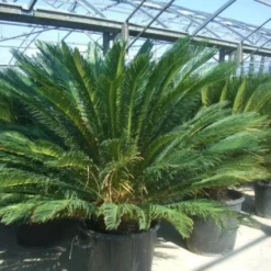 Cycaspalm (Cycas Revoluta) -Tuin Puur Verkoop 20101212150045 5