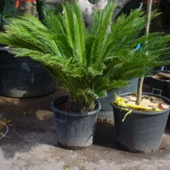 Cycaspalm (Cycas Revoluta) -Tuin Puur Verkoop 20101212150101 5