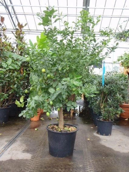 Citroen (Citrus Lemonium) 3 Citroen (Citrus Lemonium)