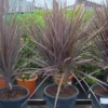 Cordyline (Cordyline Australis 'Atropurpurea') -Tuin Puur Verkoop 20101213093508 8