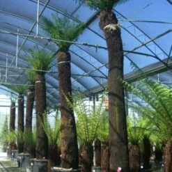 Grote Boomvaren (Dicksonia Antarctica) -Tuin Puur Verkoop 20101213133314 11 1