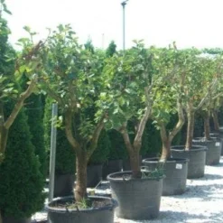 Kaki (Diospyros Kaki) 17 Kaki (Diospyros Kaki) -Tuin Puur Verkoop 20101213150225 8