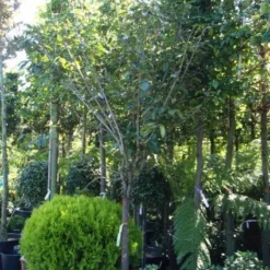 Kaki (Diospyros Kaki) 16 Kaki (Diospyros Kaki) -Tuin Puur Verkoop 20101213150233 8