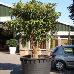 Japanse Mispel (Eriobotrya Japonica) -Tuin Puur Verkoop 20101213154517 7