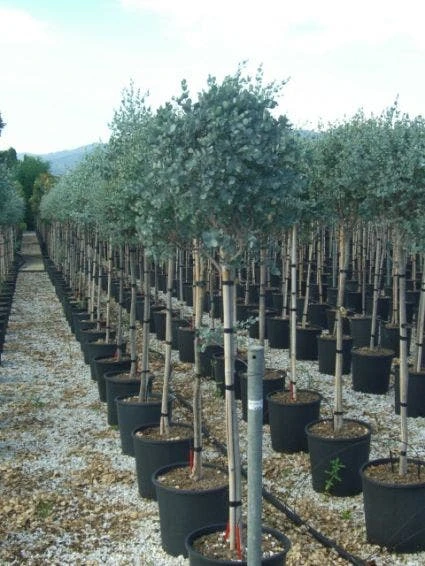 Eucalyptus Op Stam (Eucalyptus Gunnii) 3 Eucalyptus Op Stam (Eucalyptus Gunnii)