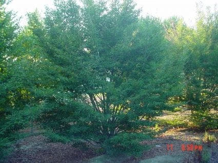 Varenbeuk (Fagus Syvatica 'Asplenifolia' ) 3 Varenbeuk (Fagus Syvatica 'Asplenifolia' ) - Afbeelding 2