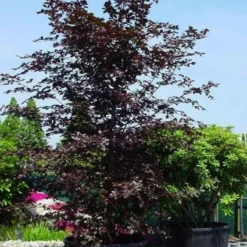 Rode Beukenboom (Fagus Sylvatica 'Atropunicea' ) 11 Rode Beukenboom (Fagus Sylvatica 'Atropunicea' ) -Tuin Puur Verkoop 20101213165155 18