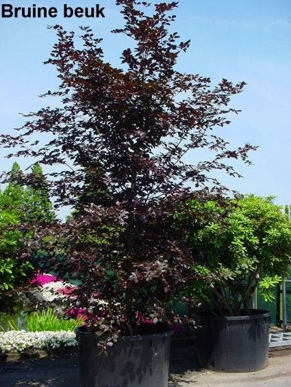 Rode Beukenboom (Fagus Sylvatica 'Atropunicea' ) 7 Rode Beukenboom (Fagus Sylvatica 'Atropunicea' ) - Afbeelding 5