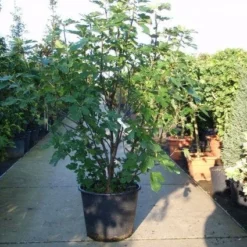Vijg (Ficus Carica) 12 Vijg (Ficus Carica) -Tuin Puur Verkoop 20101215105457 10