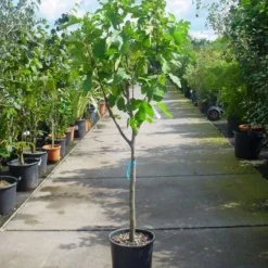 Vijg Op Stam (Ficus Carica) 17 Vijg Op Stam (Ficus Carica) -Tuin Puur Verkoop 20101215110043 8
