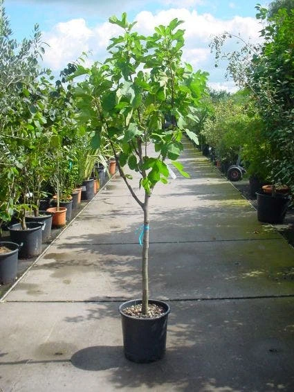 Vijg Op Stam (Ficus Carica) 8 Vijg Op Stam (Ficus Carica) - Afbeelding 6
