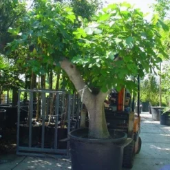 Vijg Als Solitair (Ficus Carica) 15 Vijg Als Solitair (Ficus Carica) -Tuin Puur Verkoop 20101215111635 7
