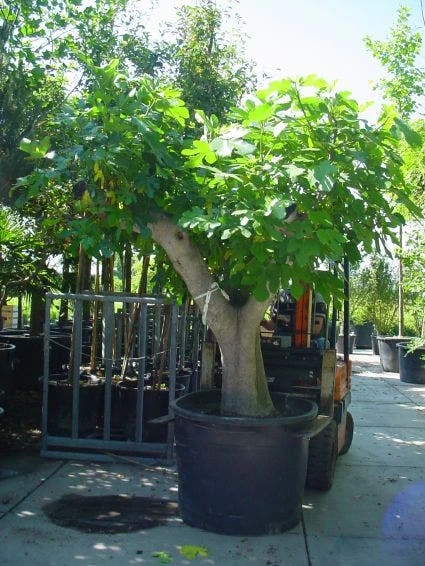 Vijg Als Solitair (Ficus Carica) 8 Vijg Als Solitair (Ficus Carica) - Afbeelding 6